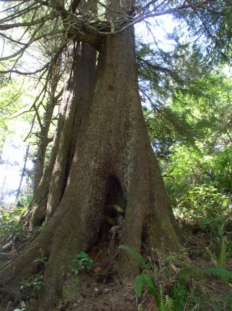 5.14.06 Indian Beach Mother's Day 033 